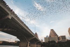 Congress Avenue Bats in Austin