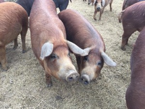 Barefoot Baker pigs