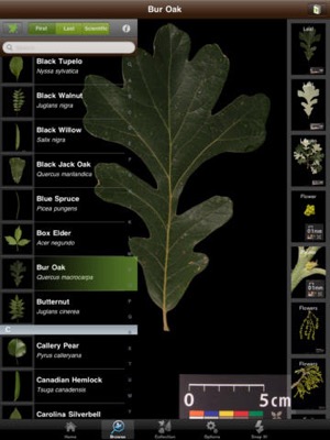Leaf Snap app