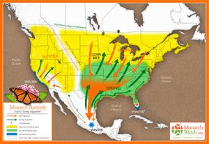 Monarch butterfly migration map