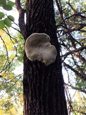 iNaturalist fungi