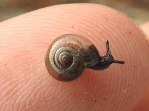 snail iNaturalist