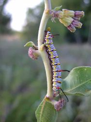Tandy Hills Natural Area caterpillar