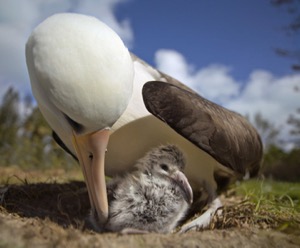Albatross parent and chick