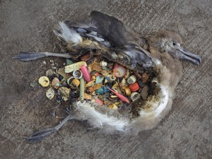 Albatross with plastic inside