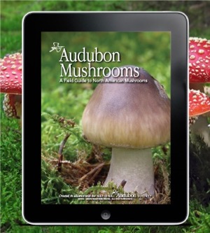 Audubon Mushrooms Guide app