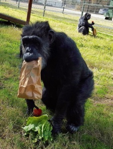 Black Beauty Ranch Midge and Lulu the chimps