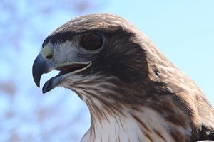 Blackland Prairie Raptor Center red-tailed hawk