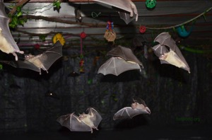 Bat World Sanctuary flight cage