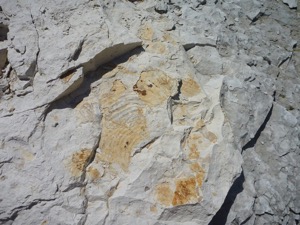 Beck's Creek fossil