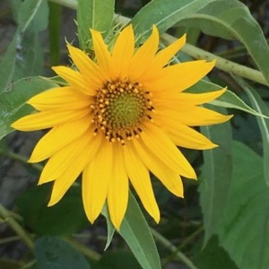 Beck's Creek Maximilian sunflower