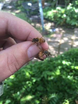 Honey Bee Relocation Services