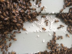 Honey Bee Relocation Services