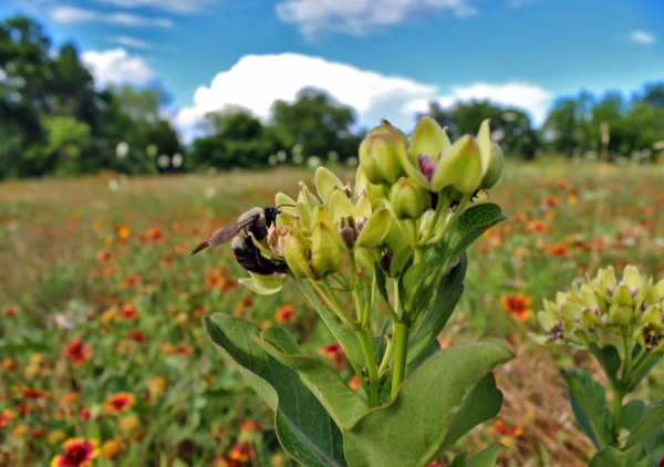Milkweed in the Great Trinity Forest.
