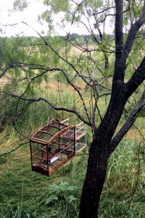 Songbird trap in River Legacy Park
