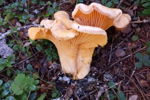 Chanterelles mushroom