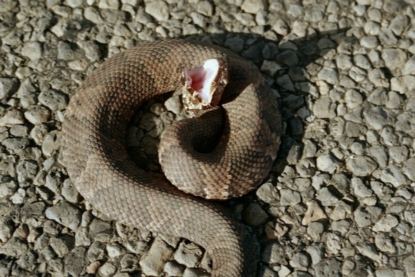 Cottonmouth snake 