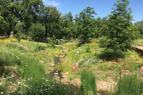 Fort Worth Botanic Garden prairie restoration