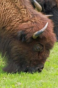 Fort Worth Nature Center bison