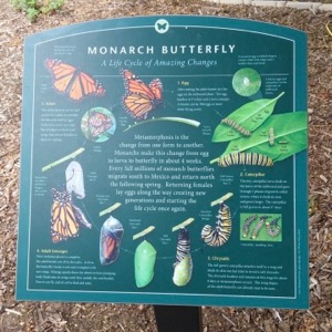 Monarch Life Cycle sign at Forest Park Pool