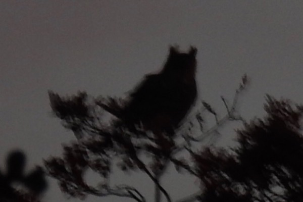 Great horned owl silhouette