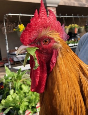 George the Rooster