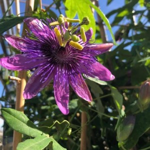 Passion flower at North Haven Gardens