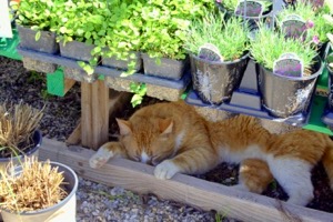 Weston Gardens cat