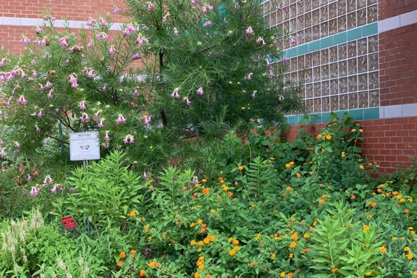 Southwest Library pollinator garden