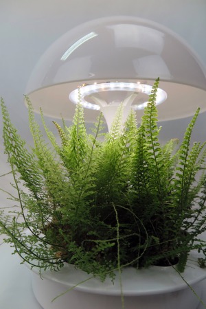 Indoor gardening - fern