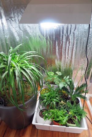 Indoor garden - closet garden
