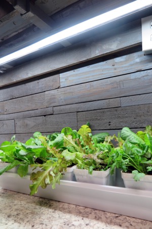 Indoor garden - counter lettuce