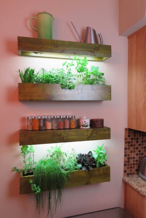 Indoor gardening - kitchen herbs