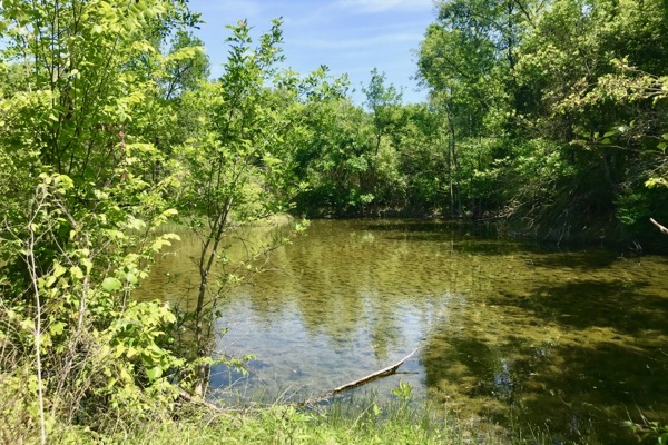 Pond off Elam Creek