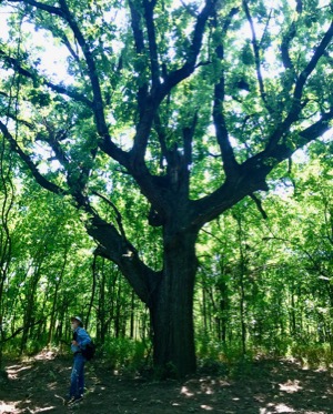 Burr oak