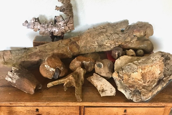 Mick Tune's fossil collection