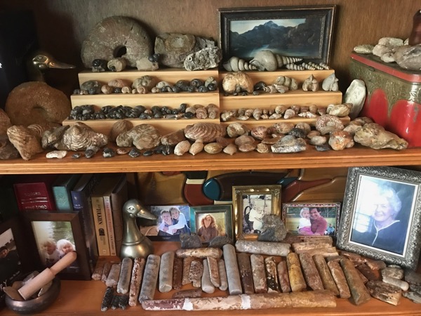 Mick Tune's fossil collection
