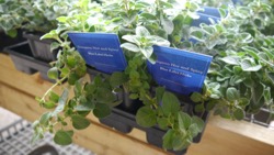 Blue Label Herbs