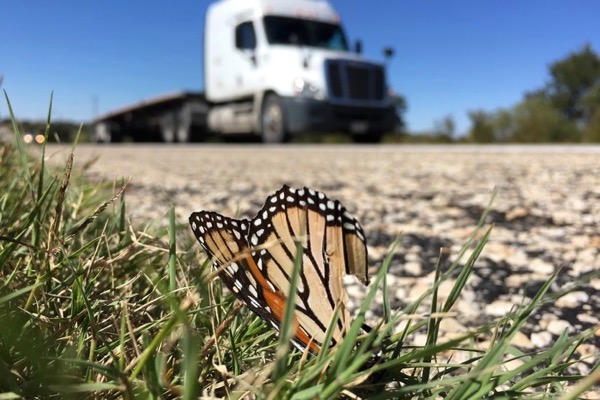 Dead monarch on Hwy 90 in west Texas