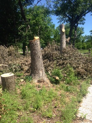 Felled trees in Forest Hills 