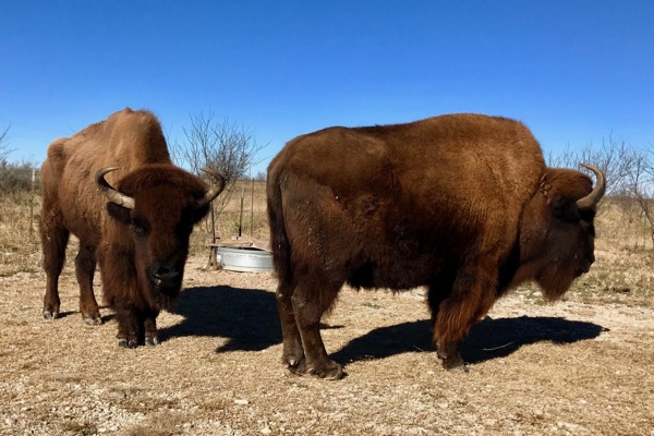 Paint Rock buffalo