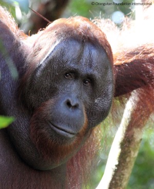 Orangutan elder
