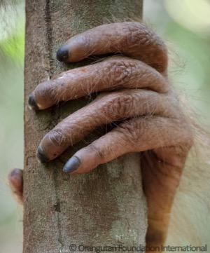 Orangutan hands
