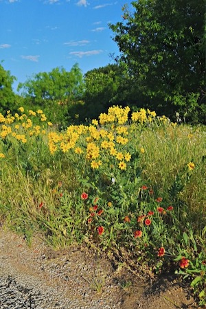 Wildflowers in bloom in May at Palo Pinto Mountains S.P.