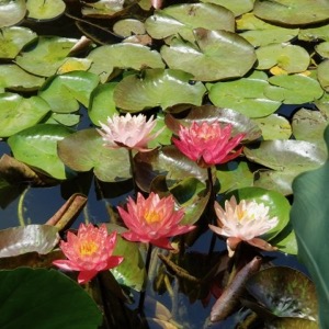 Pond Tour lotus