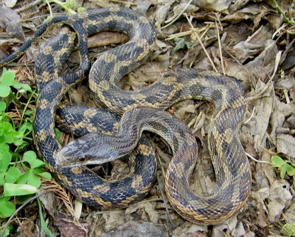Female adult rat snake