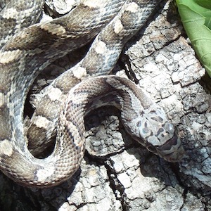 Juvenile rat snake
