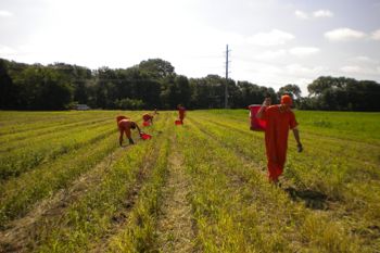 Prisoners gardening