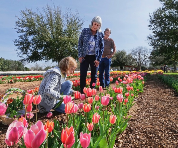 Storm Farm tulips