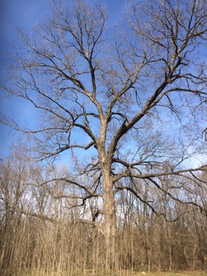 Big Tree along the Trinity Forest Trail